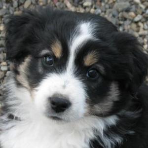 Duncan