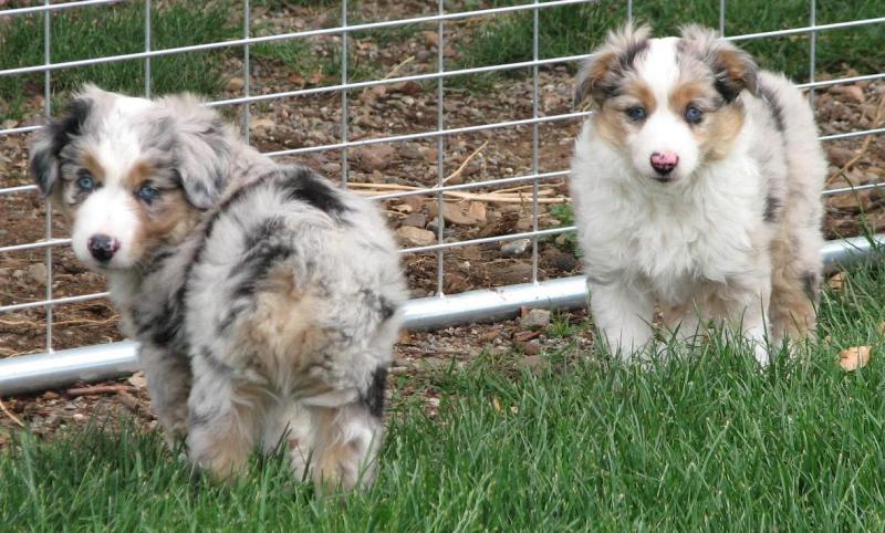 Suzie × Teddy litter