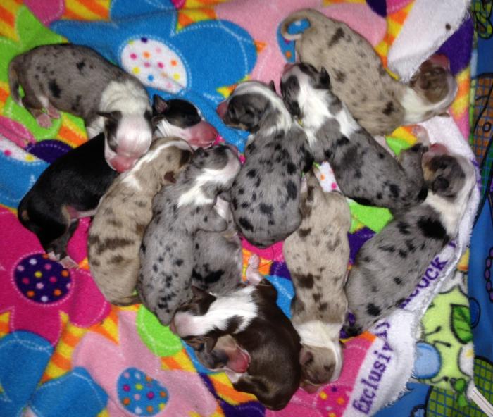 Opal × Max litter