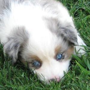 Indie