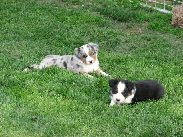 Sassy × Max litter