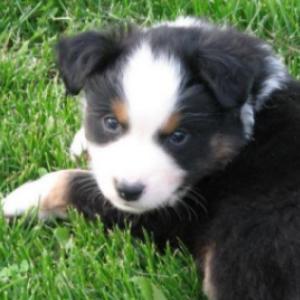 Tucker