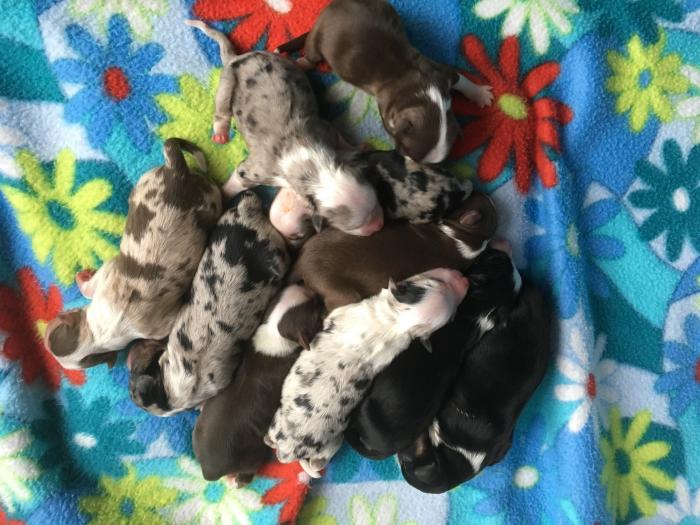 Cali × Teddy litter
