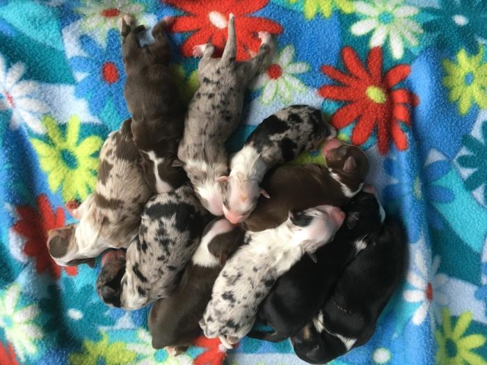 Cali × Teddy litter