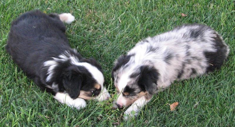 Cali × Teddy litter