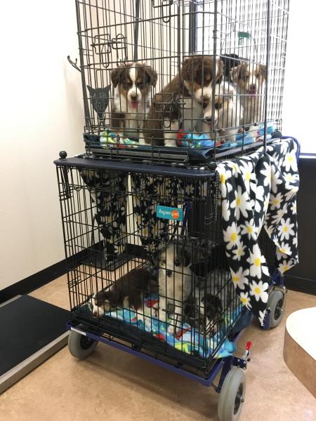 Cali × Teddy litter