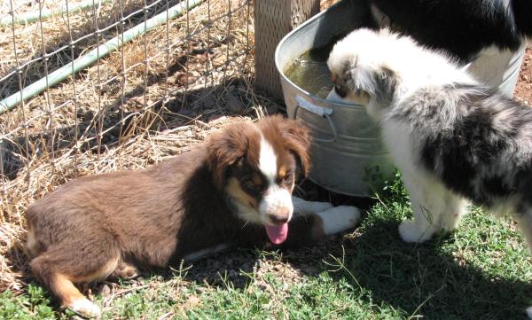 Cali × Teddy litter