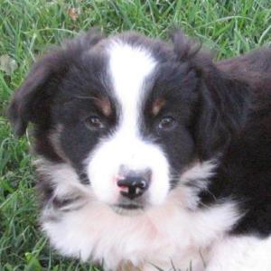 Oreo