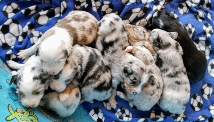 Sizzle × Simcha litter