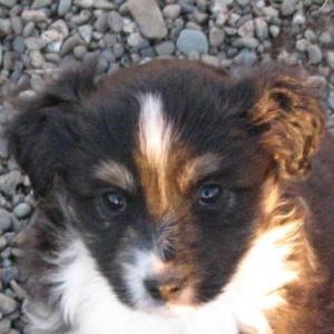 Sadie