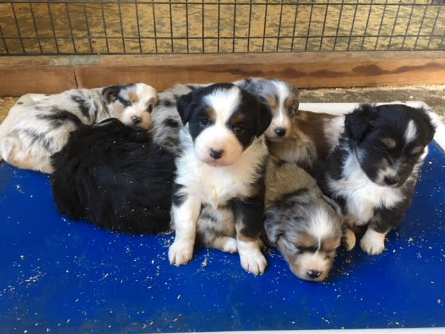 Taffi × Chance litter
