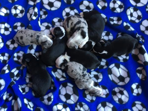 Sally × Chance litter