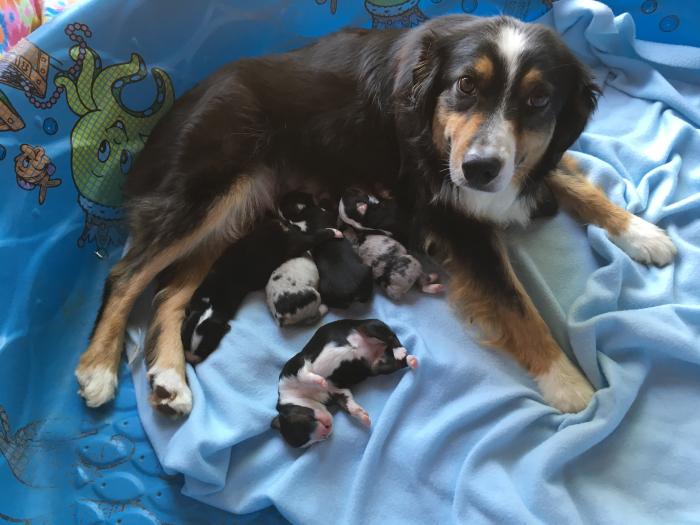 Sally × Chance litter
