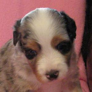 Gidget