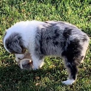 Piper