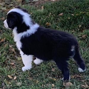 Dillon