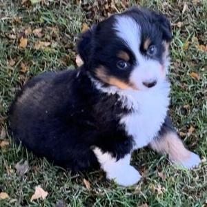 Kona Bear