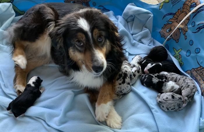 Sally × Chance litter