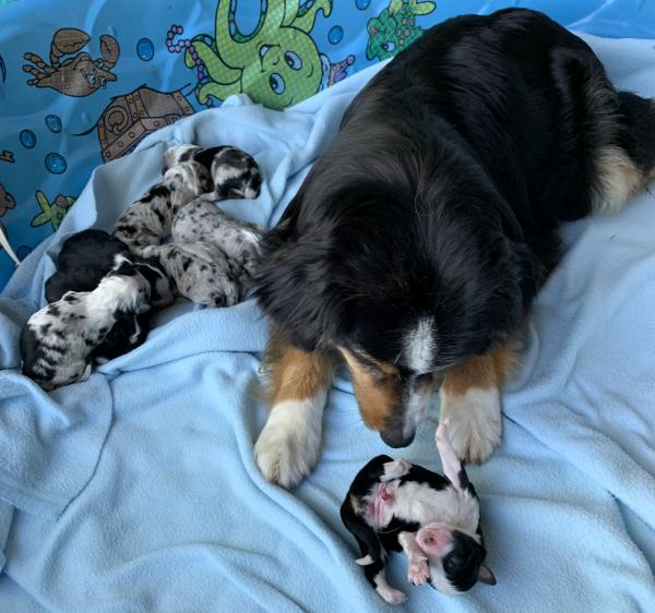 Sally × Chance litter