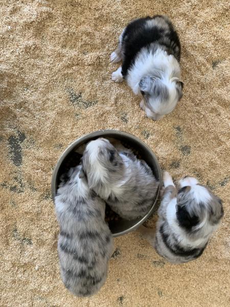 Sally × Chance litter