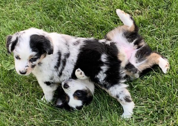 Sally × Chance litter