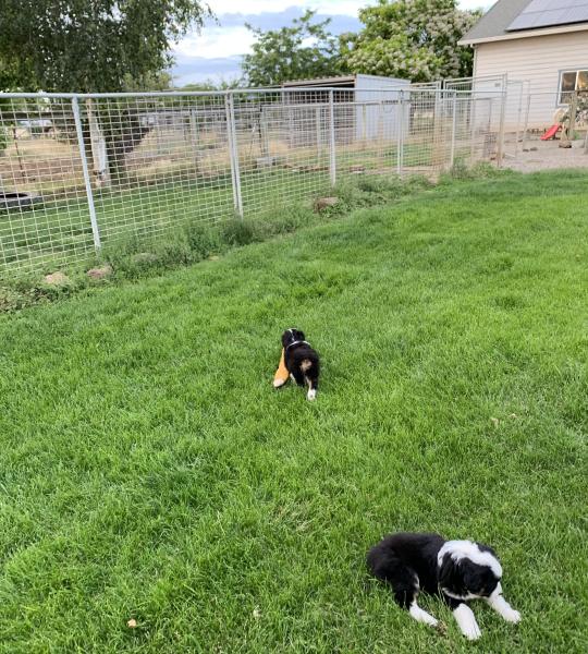 Sally × Chance litter
