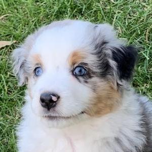 Sammy