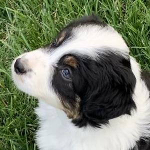 Lola