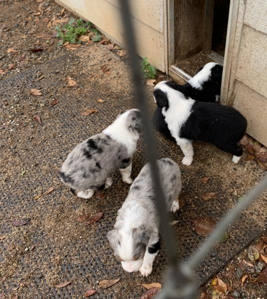 Cali × Chance litter