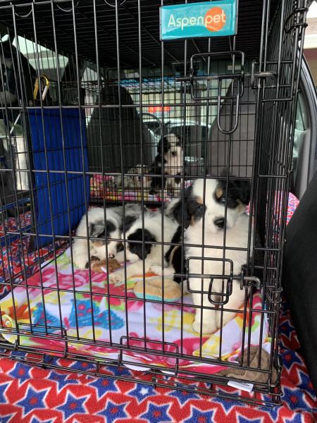 Cali × Chance litter