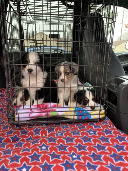 Cali × Chance litter
