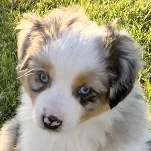 Bella