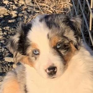 Archie