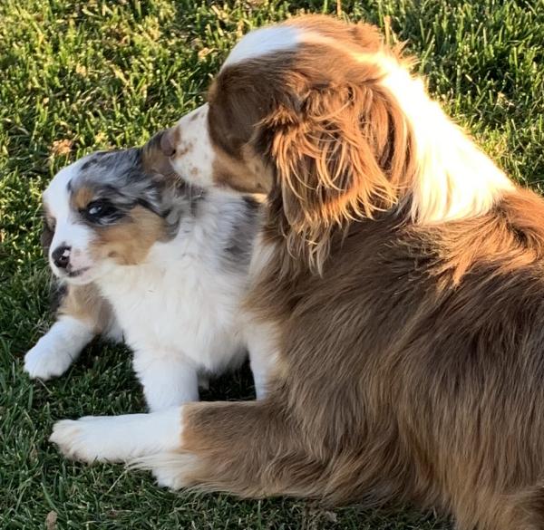 Cali × Chance litter