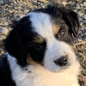 Basil