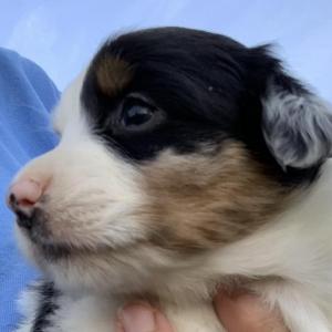 Lulu