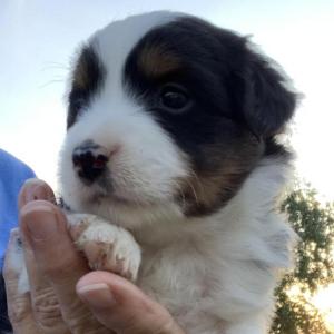 Ollie