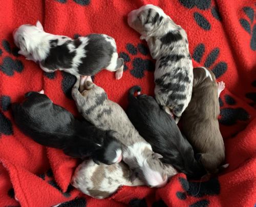 Sally × Teddy litter