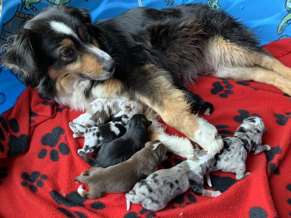 Sally × Teddy litter