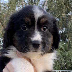 Lila