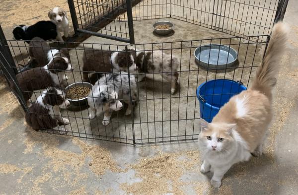 Cali × Teddy litter