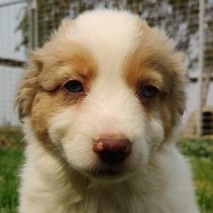 Mali