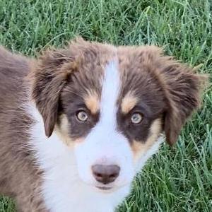 Juno