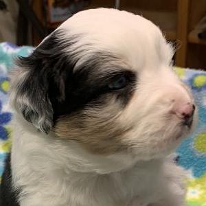 Zuko