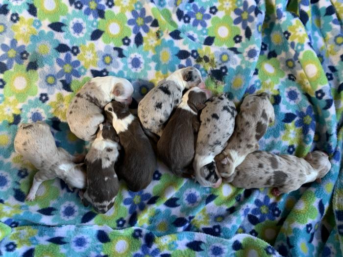 Nutmeg × Blue litter