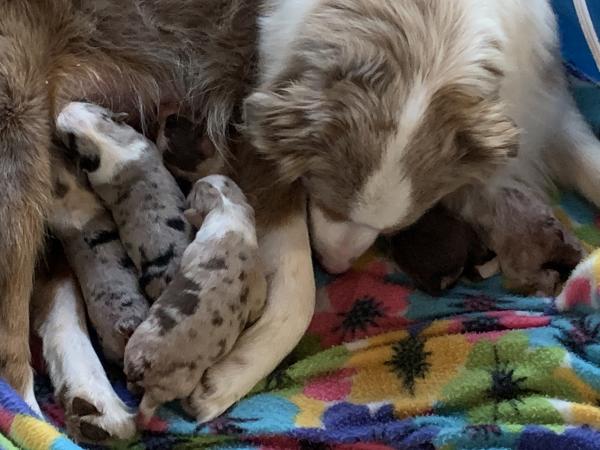 Nutmeg × Blue litter