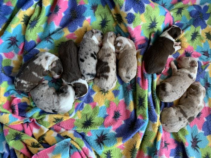 Nutmeg × Blue litter