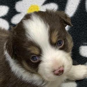 Toby