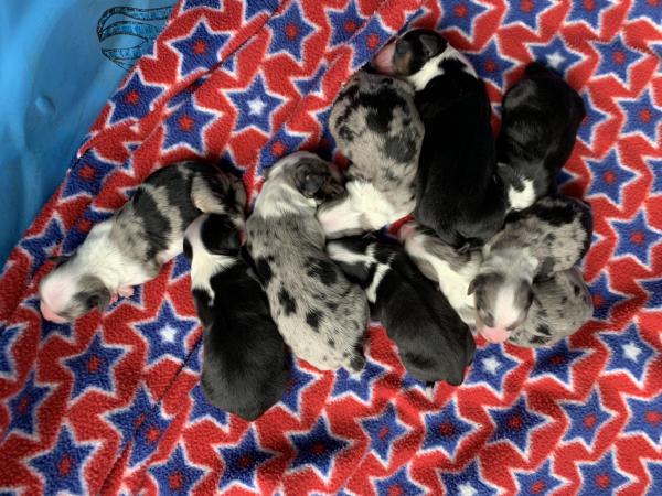 Cali × Chance litter