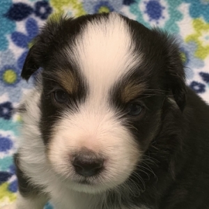 Maverick